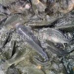4 Cara Praktis Ampuh Menghilangkan Bau Amis Ikan