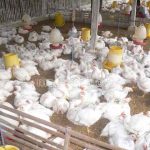 Cara Alami Menghilangkan Bau Busuk Kotoran Ternak Ayam