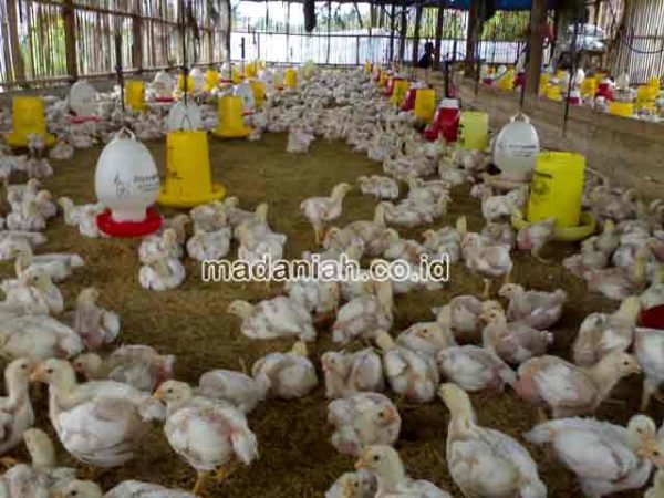 3 Cara Ampuh Mengusir Lalat Pada Kandang Ayam Madaniah™