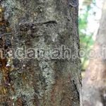 3 Langkah Alami Mengobati Batang Pohon Jeruk Busuk