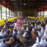 Desinfektan Alami Untuk Sanitasi Kandang Peternakan Ayam