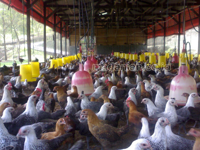 Desinfektan Alami Untuk Sanitasi Kandang Peternakan Ayam