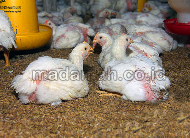 Obat Alami Mencegah Penyakit E.Coli Peternakan Ayam