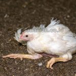 Obat Alami Mencegah Penyakit Malaria Pada Peternakan Ayam