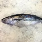 7 Cara Pengawetan Ikan Tongkol Dengan Bahan Alami
