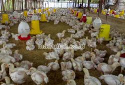 3 Cara Ampuh Mengusir Lalat Pada Kandang Ayam 3 Cara Ampuh Mengusir Lalat Pada Kandang Ayam