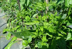 3 Langkah Alami Mengatasi Daun Keriting Pohon Cabe 3 Langkah Alami Mengatasi Daun Keriting Pohon Cabe
