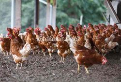 4 Cara Alami Menghilangkan Bau Amoniak Kandang Peternakan 4 Cara Alami Menghilangkan Bau Amoniak Kandang Peternakan