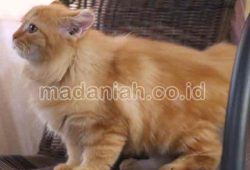 3 Cara Alami Mengobati Kurap Pada Kucing Peliharaan 3 Cara Alami Mengobati Kurap Pada Kucing Peliharaan