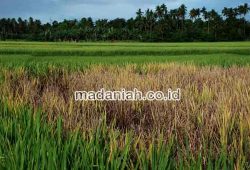 4 Cara Ampuh Membasmi Hama Wereng Tanaman Padi 4 Cara Ampuh Membasmi Hama Wereng Tanaman Padi