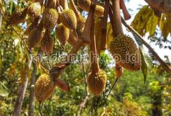 4 Langkah Efektif Untuk Mengurangi Bakal Buah Rontok 4 Langkah Efektif Untuk Mengurangi Bakal Buah Rontok