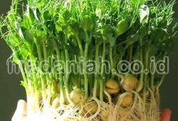 5 Langkah Efektif Penyempurnaan Hasil Perkecambahan Benih 5 Langkah Efektif Penyempurnaan Hasil Perkecambahan Benih