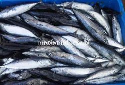 Bahan Obat Pengawet Alami Untuk Ikan Bahan Obat Pengawet Alami Untuk Ikan