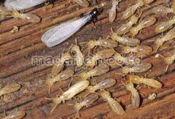 Bahan Pengawet Kayu Alami Anti Rayap Bahan Pengawet Kayu Alami Anti Rayap