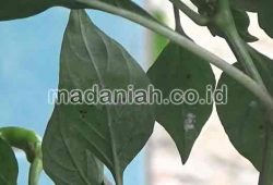 Cara Alami Membasmi Hama Kutu Daun Tanaman Cabai Cara Alami Membasmi Hama Kutu Daun Tanaman Cabai
