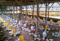 Desinfektan Alami Untuk Sanitasi Kandang Peternakan Ayam Desinfektan Alami Untuk Sanitasi Kandang Peternakan Ayam