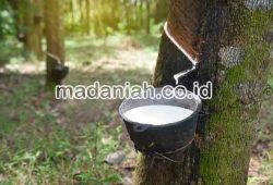 Mengurangi Bau Proses Pengolahan Karet Menggunakan Asap Cair Mengurangi Bau Proses Pengolahan Karet Menggunakan Asap Cair