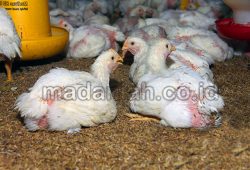 Obat Alami Mencegah Penyakit E.Coli Peternakan Ayam Obat Alami Mencegah Penyakit E.Coli Peternakan Ayam
