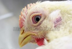 Obat Alami Mencegah Penyakit Malaria Pada Peternakan Ayam Obat Alami Mencegah Penyakit Malaria Pada Peternakan Ayam