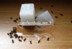 Obat Insektisida Alami Untuk Mengusir Serangga Rumahan Obat Insektisida Alami Untuk Mengusir Serangga Rumahan
