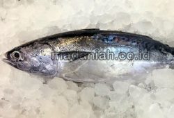 7 Cara Pengawetan Ikan Tongkol Dengan Bahan Alami 7 Cara Pengawetan Ikan Tongkol Dengan Bahan Alami