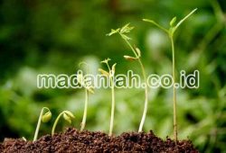 Pupuk Alami Organik Untuk Mempercepat Pertumbuhan Tanaman Pupuk Alami Organik Untuk Mempercepat Pertumbuhan Tanaman