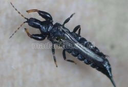 3 Langkah Ampuh Mengatasi Hama Thrips Tanaman Padi 3 Langkah Ampuh Mengatasi Hama Thrips Tanaman Padi